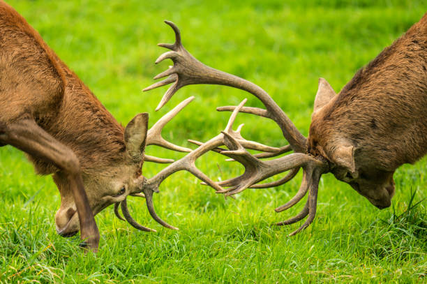 istock Autumn Red Deer Rut - Two Male Stags Battling 902866560