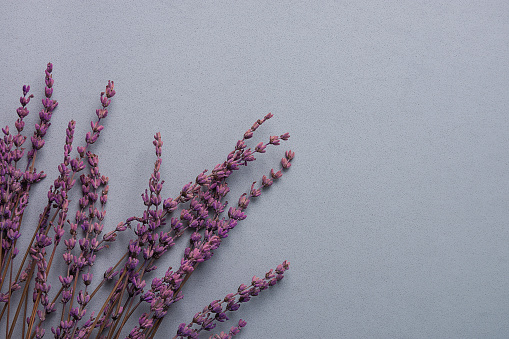 Twigs of Lavender Flowers on Grey Stone Background in Vintage Style. Easter Mother's Day Wedding Concept. Minimalist Style. Website Banner Template