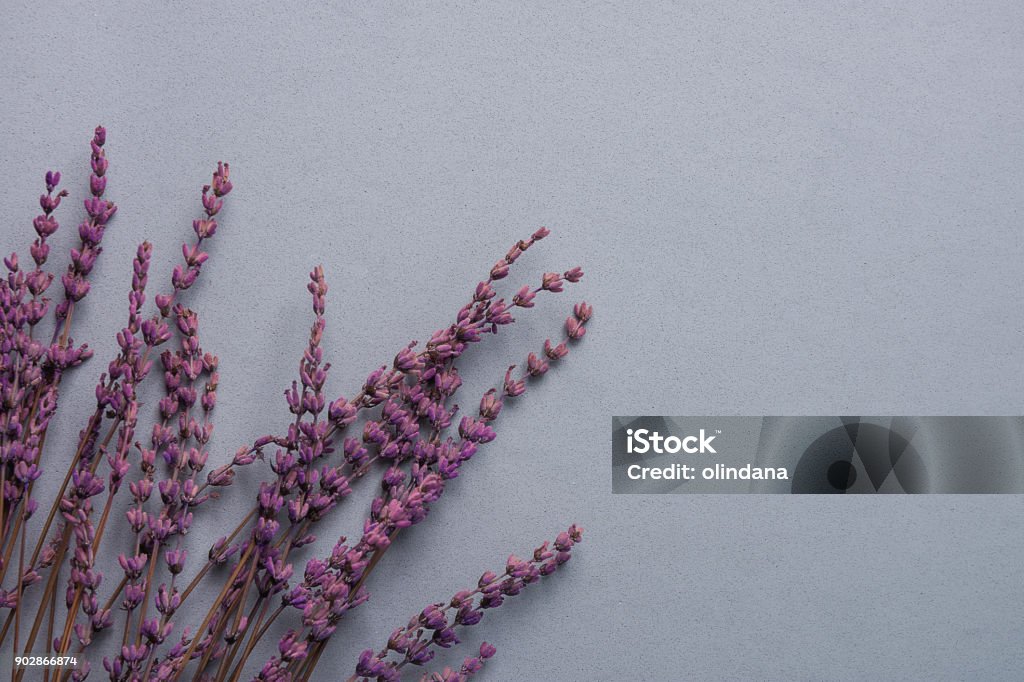 Twigs of Lavender Flowers on Grey Stone Background in Vintage Style. Easter Mother's Day Wedding Concept. Minimalist Style. Website Banner Template Copy Space Twigs of Lavender Flowers on Grey Stone Background in Vintage Style. Easter Mother's Day Wedding Concept. Minimalist Style. Website Banner Template Purple Stock Photo