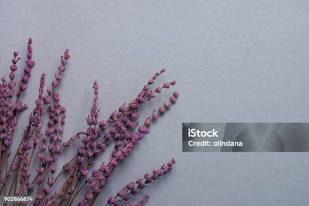 Twigs Of Lavender Flowers On Grey Stone Background In Vintage Style Easter Mothers Day Wedding Concept Minimalist Style Website Banner Template Copy Space Stock Photo - Download Image Now