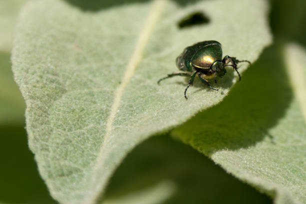 Beautiful beetle on the edge of a green leaf