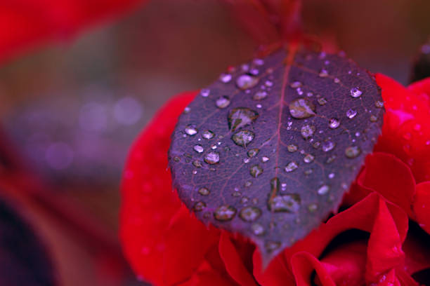 Fresh leaf with dew drops closeup. Nature Background. Burgundy leaf