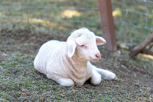 The little white lamb Sitting in the farm