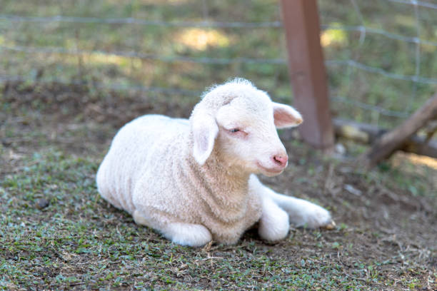 маленький белый ягненок сидит на ферме - sheep child farm livestock стоковые фото и изображения