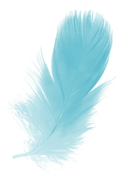 istock feather color turquoise emerald green on white background 902870140