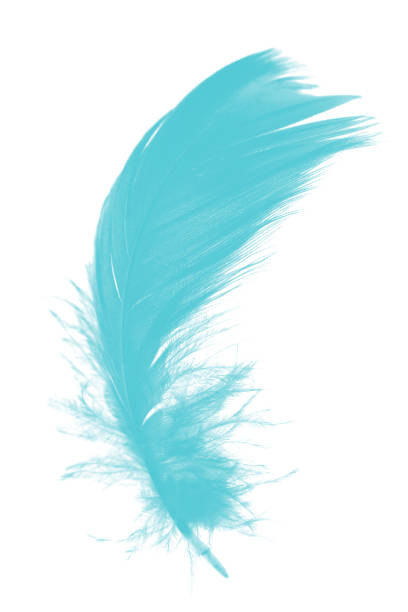 istock feather color turquoise emerald green on white background 902870144