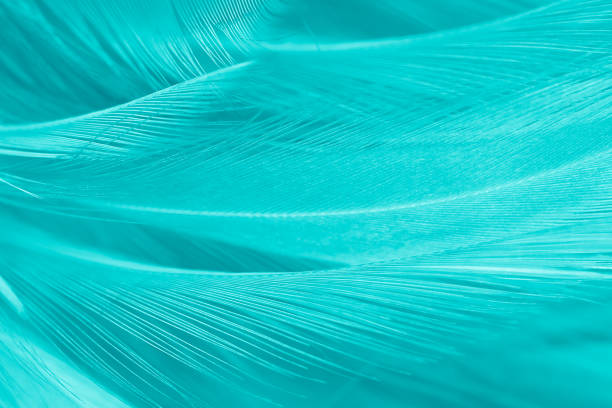 istock green turquoise vintage color trends chicken feather texture background 902870152