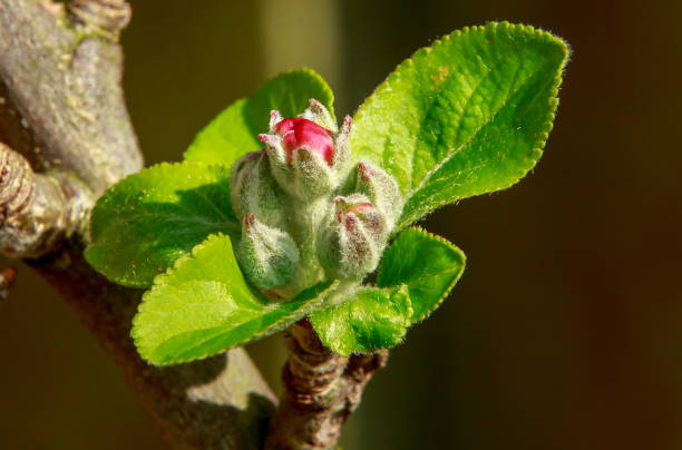 istock An apple blossom is the flower of an apple tree. 902870556