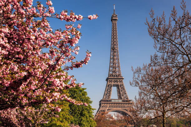 istock Eiffel Tower with spring trees in Paris, France 902871230