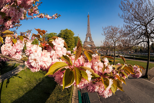 Eiffel Tower with spring trees in Paris, France