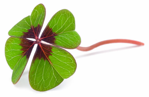 istock Four-leaf clover isolated against white - lucky charm 902873858