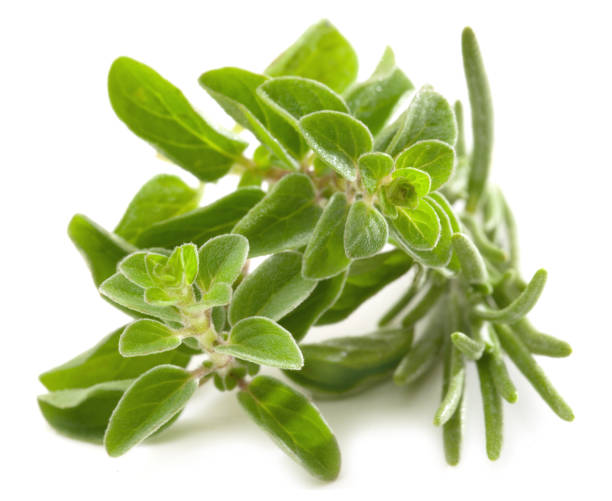 istock Fresh oregano stalks isolated against white background 902873864