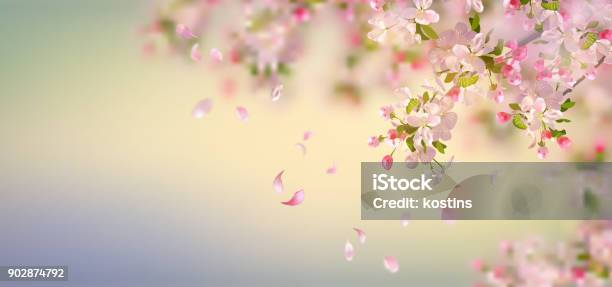 Spring Apple Blossom Stock Illustration - Download Image Now - Cherry Blossom, Springtime, Backgrounds