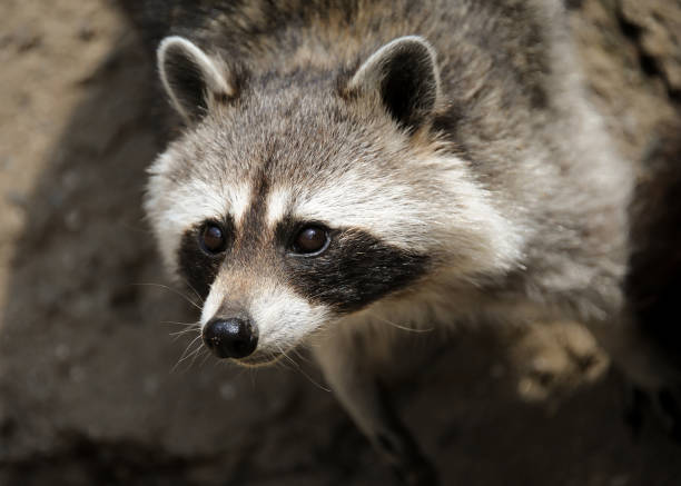 istock A  raccoon (Procyon lotor) in a wildlife park 902875734