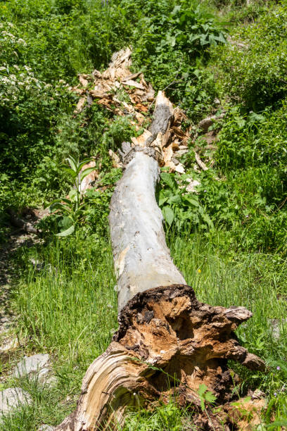 istock The trunk of a large fallen tree among the green grass 902876602