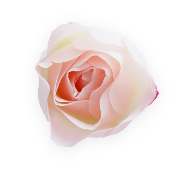 istock White opened rose bud isolated on white top view 902878804