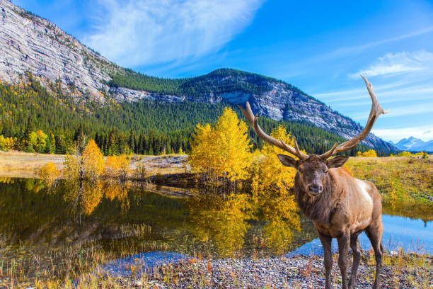 istock Pond in the Rockies of Canada 902880256