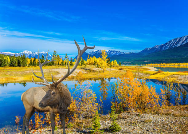 istock Indian Summer in the Rockies 902880274