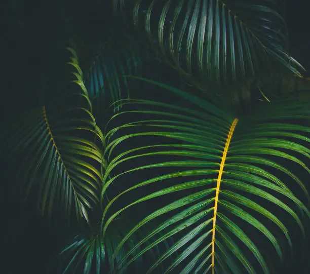 Photo of Palm leaves background
