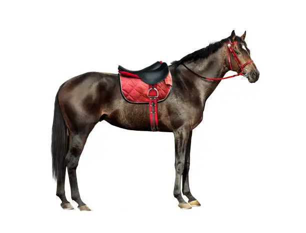 Photo of thoroughbred horse isolated on white background