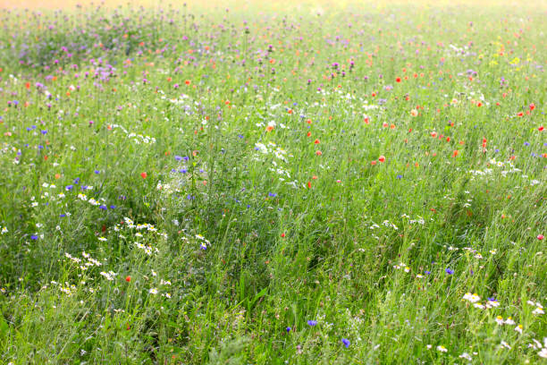 istock Spring meadow full of flowers 902886038