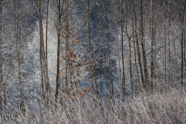 istock Frost in the Birch Woodland 902893490