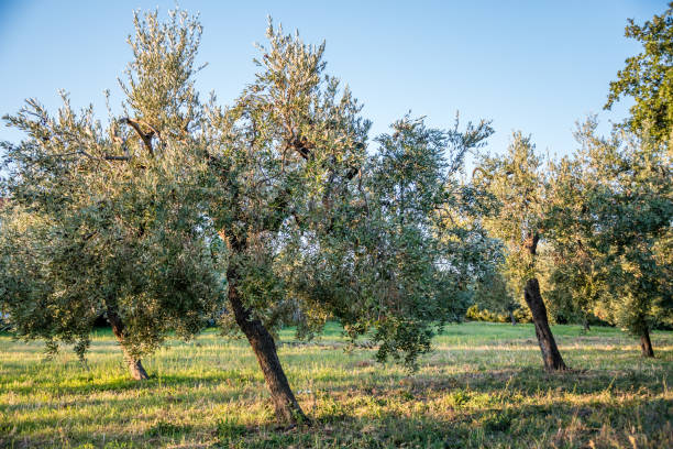 istock Olive Grove in Italy 902894124
