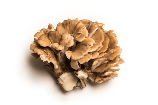 Japanese mushrooms called Maitake are named for having a delicious taste to dance.
