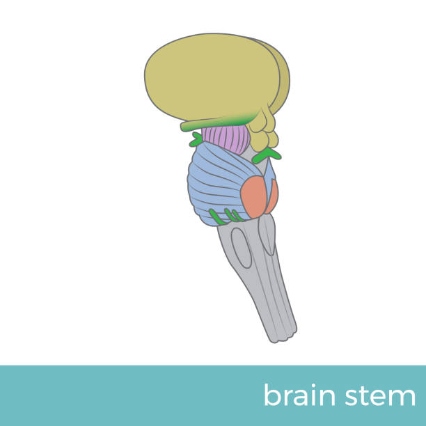 the brainstem vector illustration of side view of brain stem. midbrain illustrations stock illustrations