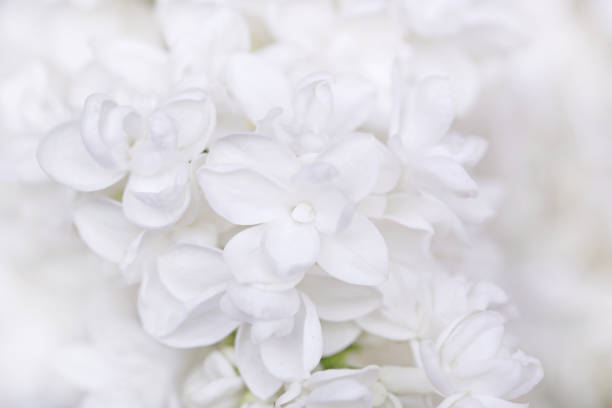 istock Lilac flowers. white lilac 902901502