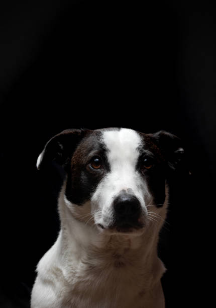 istock Mutt Black and White dog portrait 902904816
