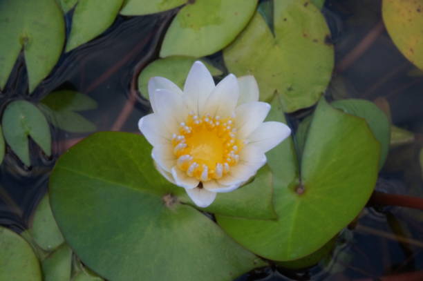 Closeup of Water Lily and Large Green Leaves A photo of Beautiful white water lily, also known as star lotus in the water background, close up nymphaea stellata stock pictures, royalty-free photos & images