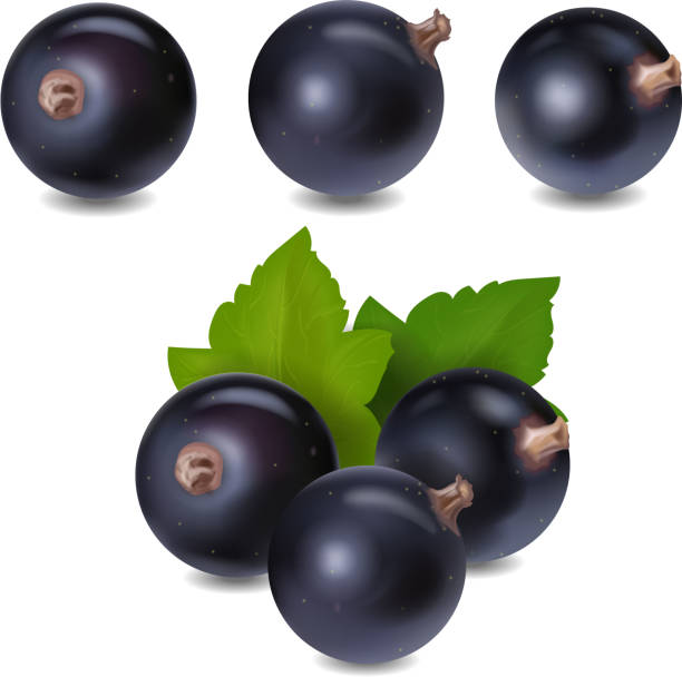 czarna porzeczka jagoda realistyczna ilustracja wektorowa 3d - berry fruit currant dessert vector stock illustrations