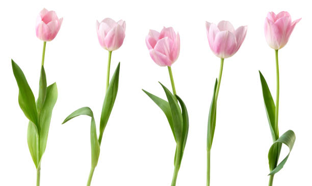 튤립 (liliengewächse, 백합과) 흰색 배경에 고립 - tulip 뉴스 사진 이미지