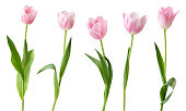 Tulips (Liliengewächse, Liliaceae) isolated on white background