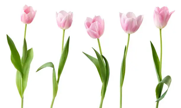 Tulips (Lily family, Liliaceae) isolated on white background, Germany