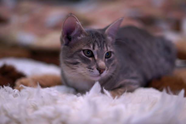 istock Gray tabby cat lying on the carpet. 902906906