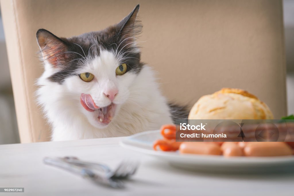Cat tries to steal food from the table Cat tries to steal food from the table and licks herself Domestic Cat Stock Photo