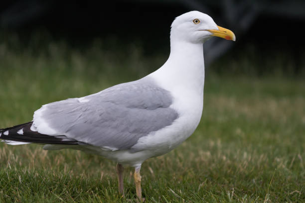 istock Large sea gull standing in green grass 902910808