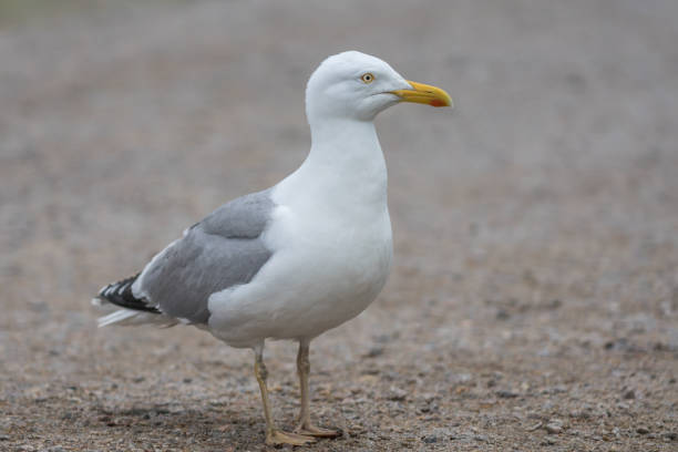 istock Large sea gull walking on the ground looking into the camera 902911206