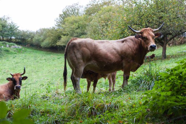istock Brown cow looking suspiciously while feeding a calf 902912928