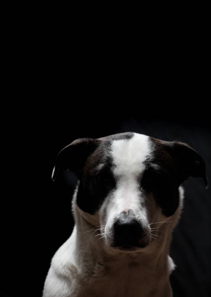 mutt black and white dog
