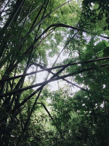 istock silhouette of the tree in the forest 902914018