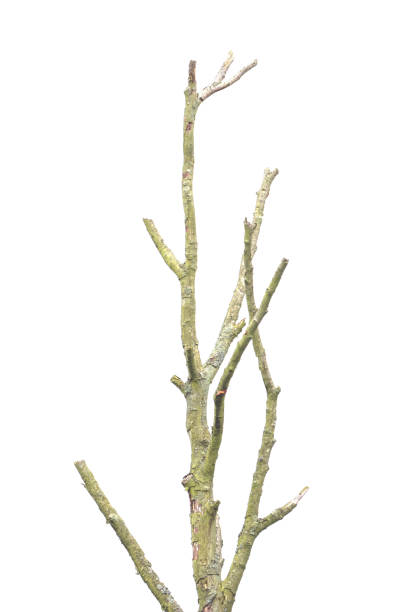 istock Tree with branches without leaves in front of white background 902914084