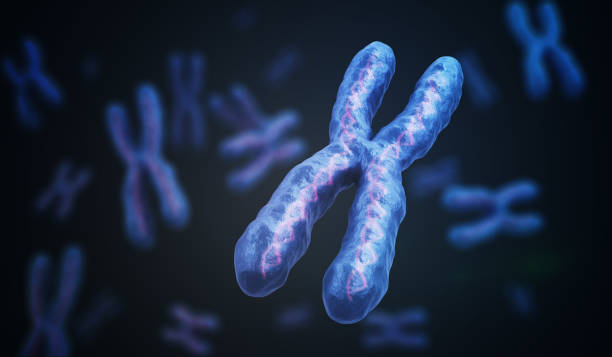 istock X Chromosomes with DNA molecules. Genetics concept. 3D rendered illustration. 902916730