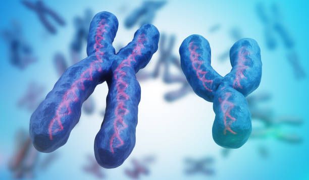 X and Y chromosomes. Genetics concept. 3D rendered illustration. stock photo