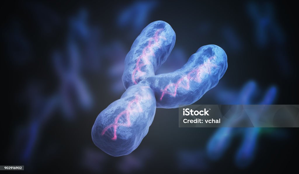 Male gender Y chromosome. Genetics concept. 3D rendered illustration. Letter Y Stock Photo