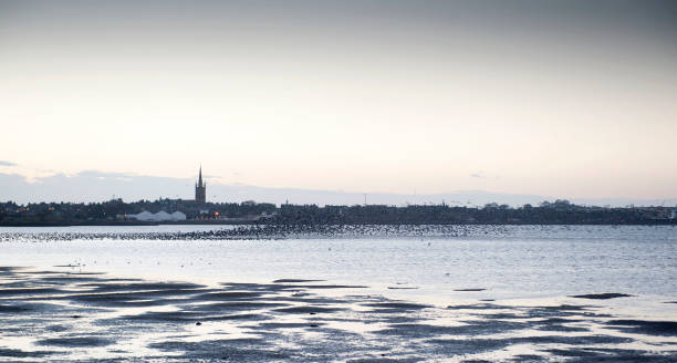 istock Wild Geese at Montrose Basin Scotland 902917200
