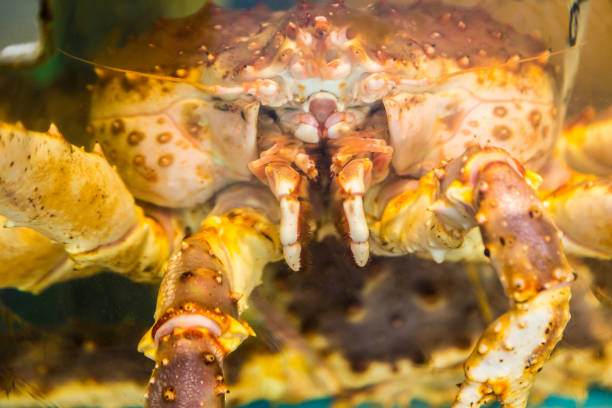 istock Front section view of large size live red king crab, tarabagani, in water container at a fresh market in Otaru, Japan, showing delicate arms and mouth 902917368