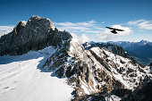 Bird flies over Dachstein glacier, Austria.